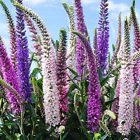 Вероника колосковая Анниверсари МИКС 3в1