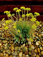 Седум отогнутый Блю Форест (Sedum reflexum Blue Forest)