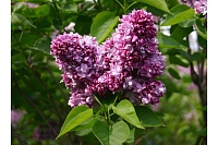 Сирень обыкновенная Президент Пуанкаре