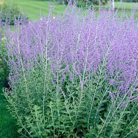 Перовския лебедолистная Рашн Сейдж (Russian Sage)