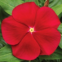 Катарантус Пацифика Реалли Ред (Catharanthus Pacifica Really Red)