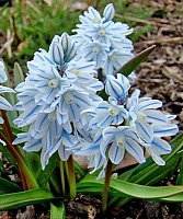 Пушкиния Libanotica