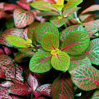 Фиттония (Fittonia)