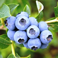 Голубика садовая Дюк (Vaccinium corymbosum Duke) 