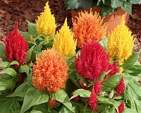 Целозия метельчатая (Celosia argentea f. plumosa)