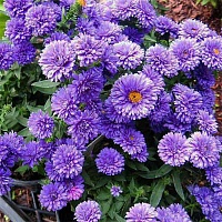 Астра новобельгийская Генри Блю (Aster novibelgii Henry Blue)