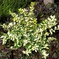 Бересклет форчуна Интерболви (Euonymus fortunei Interbolwi)
