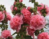 Мальва (шток-роза) махровая Розовые кружева (Alcea rosea Pink Lace)