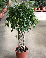Фикус бенджамина Экзотика (Ficus benjamina Exotica) (декоративный штамб)