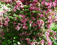 Вейгела цветущая Боскоп Глори (Weigela florida Boskoop Glory)