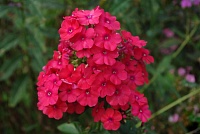 Флокс метельчатый Miss Mary