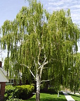 Береза повислая (Betula pendula)