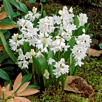 Пушкиния Alba