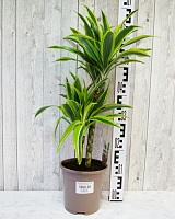 Драцена душистая Лемон Лайм (Dracena fragrans Lemon Lime)