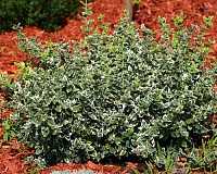 Бересклет форчуна Эмеральд Гаети (Euonymus fortunei Emerald Gaiety)