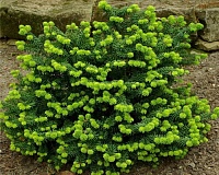 Пихта бальзамическая Пикколо (Abies balsamea Piccolo)