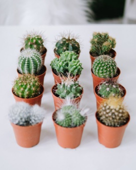 кактус микс