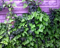 Плющ вечнозеленый садовый (Hedéra hélix)