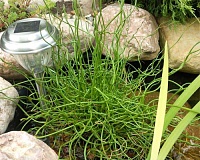 Ситник развесистый Спиралис (uncus effuses Spiralis)