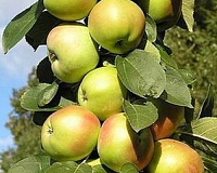 Яблоня колоновидная Икша Яблоня колоновидная Икша