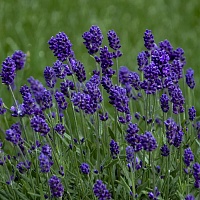 Лаванда узколистная (ангустифолия) Лаванс Дип Пурпл (Lavender angustifolia Deep Purple)