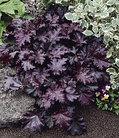 Гейхера Палас Пурпур