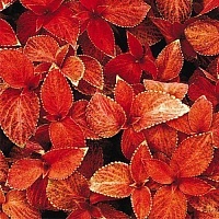 Колеус Визард Сансет (Coleus Wisard Sunset) Колеус Визард Сансет (Coleus Wisard Sunset)