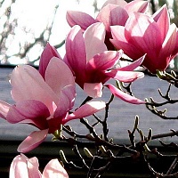 Магнолия суланжа (Magnolia soulangeana)