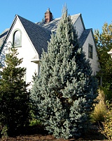 Ель колючая Исели Фастигиата (Picea pungens Iseli Fastigiate)