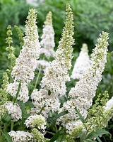 Буддлея давида Вайт Профьюжн (Buddleja davidii White Profusion)