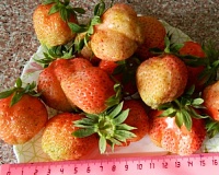 Клубника Ананасная