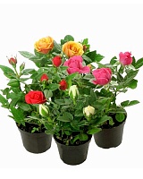 Роза Кордана микс (Rose Kordana)