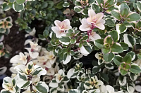 Тимьян лимоннопахнущий Фокслей (Thymus citriodorus Foxley)