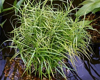 Осока пальмолистная (Carex muskingumensis)