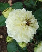 роза Бланшетт (Blanchette)