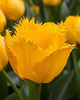 Тюльпан Fringed Crystal Star