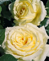 роза Эльф (Elfe)
