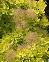 Скумпия кожевенная Голден Леди (Cotinus coggygria Golden Lady)