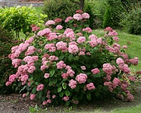 Гортензия древовидная Пинк Аннабель (Hydrangea arborescens Pink Annabelle)