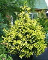 Ель восточная Ауреоспиката (Picea orientalis Aureospicata)