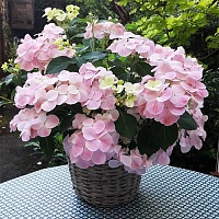 Гортензия крупнолистная (ампельная) Френч Болеро Роуз (French Bolero Rose)