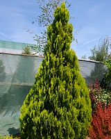Туя восточная Пирамидалис Ауреа (Thuja orientalis Pyramidalis Aurea)