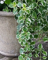 Плектрантус колеусовидный Маргинатус (Plectranthus coleoides)