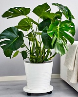 Монстера (Monstera)
