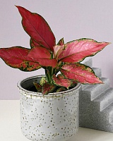 Аглаонема красная Черри Бэрри (Aglaonema Cherry Berry)