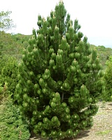 Сосна белокорая Сателлит (Pinus heldreichii Satellit)