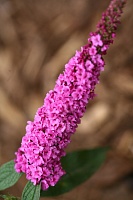 Буддлея давида Пинк Микро Чип