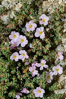 Франкения гладкая (Frankenia laevis)