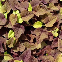 Ипомея батат Sweet Caroline Sweetheart Red (Ipomoea batatas)