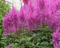 Астильба Арендса Аметист (Astilbe arendsii Amethyst)